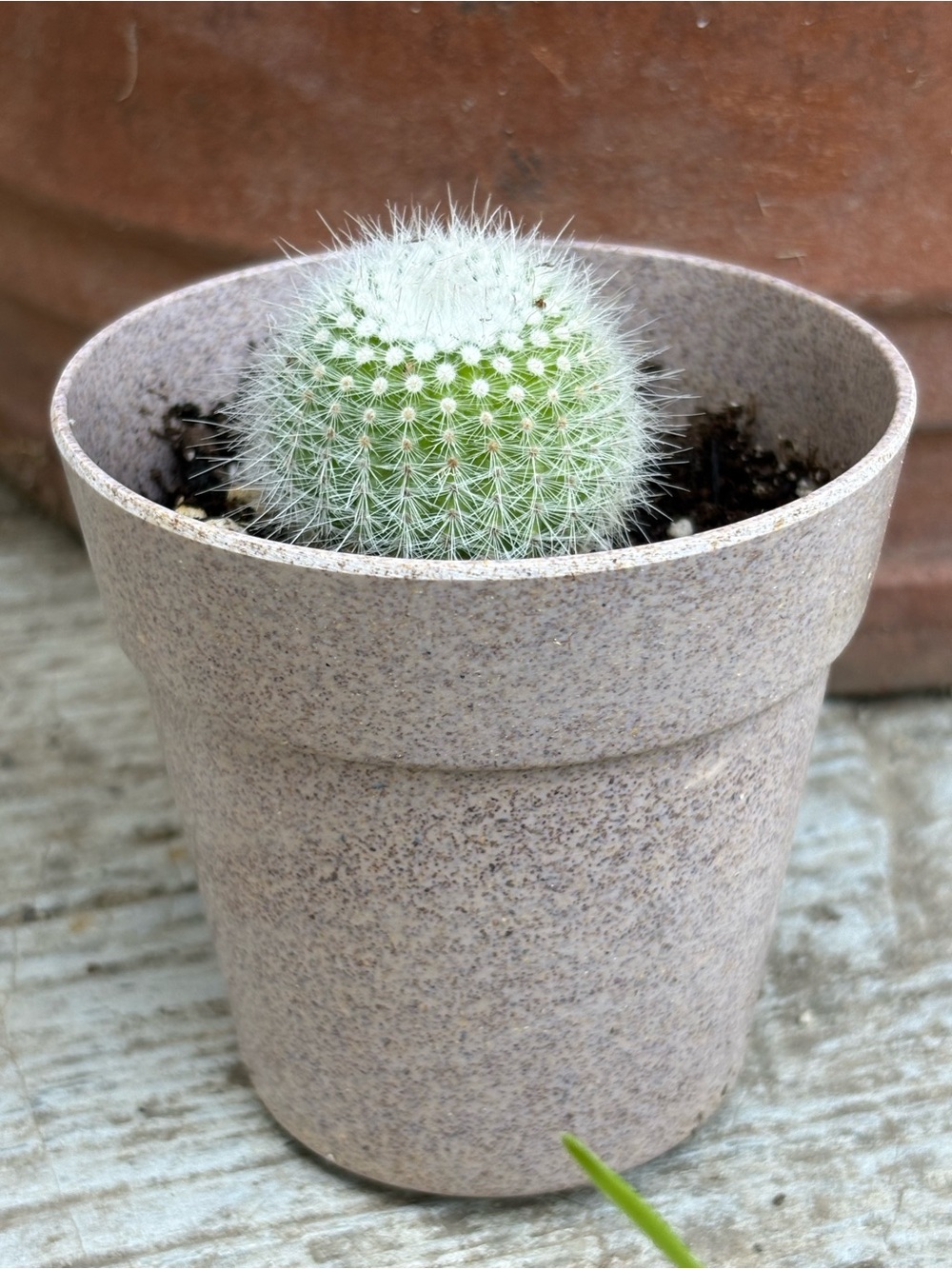 Green Mammillaria Cactus in Beige Decorative Pot - Brand Unbranded